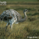 Illustration for article titled Flightless Friday - Rhea pennata Edition